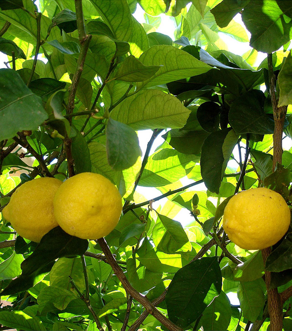 Limonero (Cítricos)-0