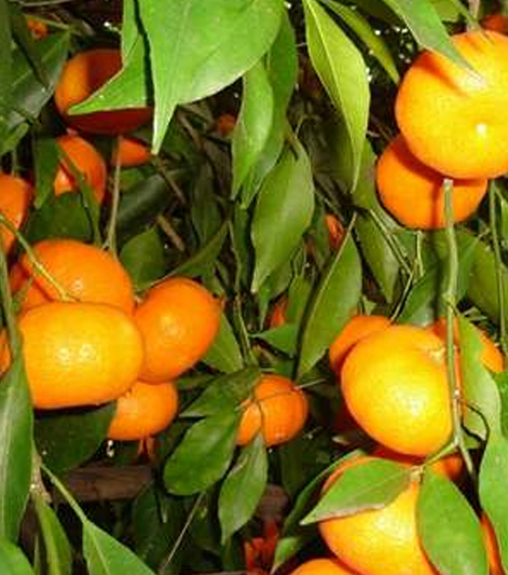Naranjo (Cítricos)-0