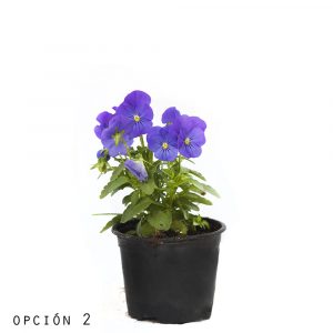 Viola-1292