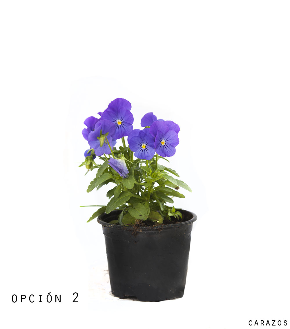Viola-1292