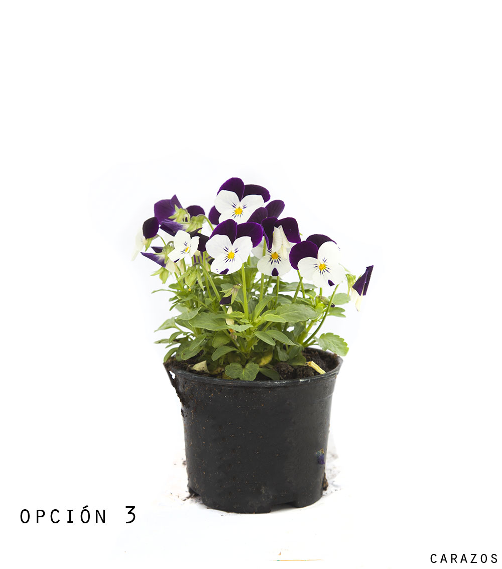 Viola-1291