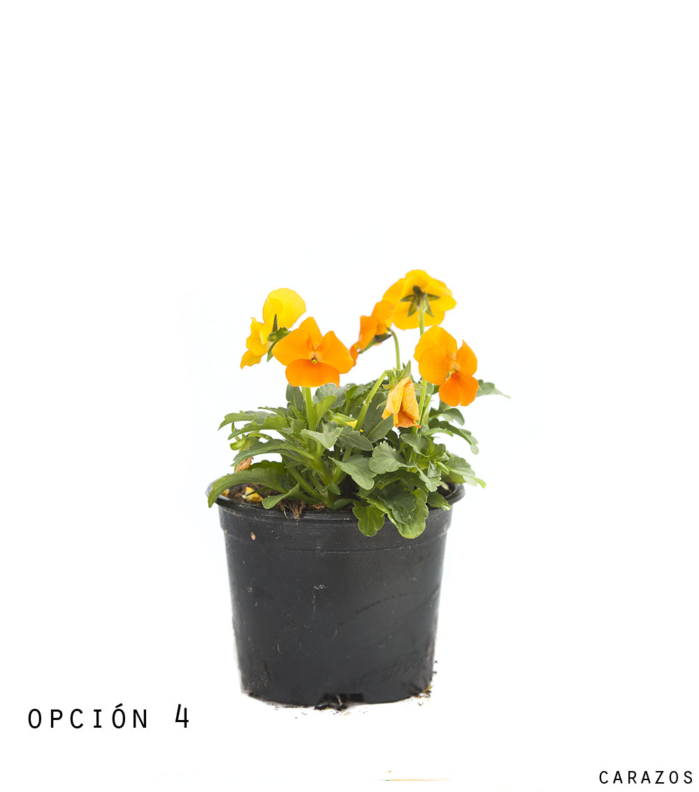 Viola-1294