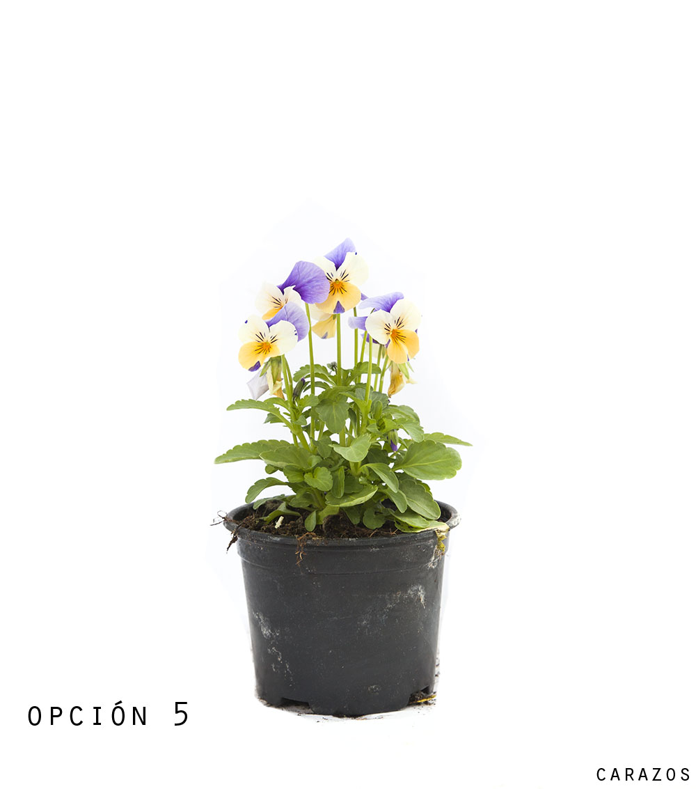 Viola-1296