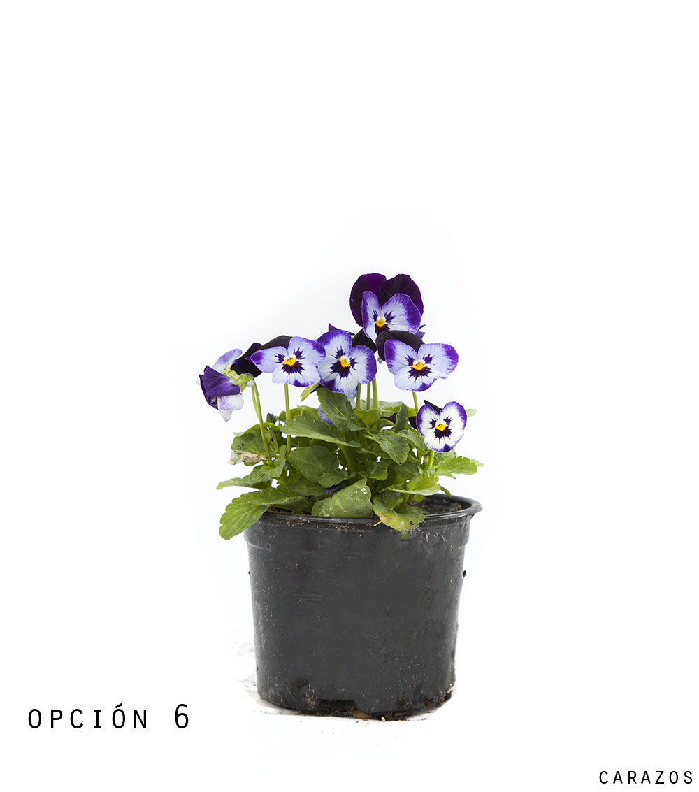 Viola-1298