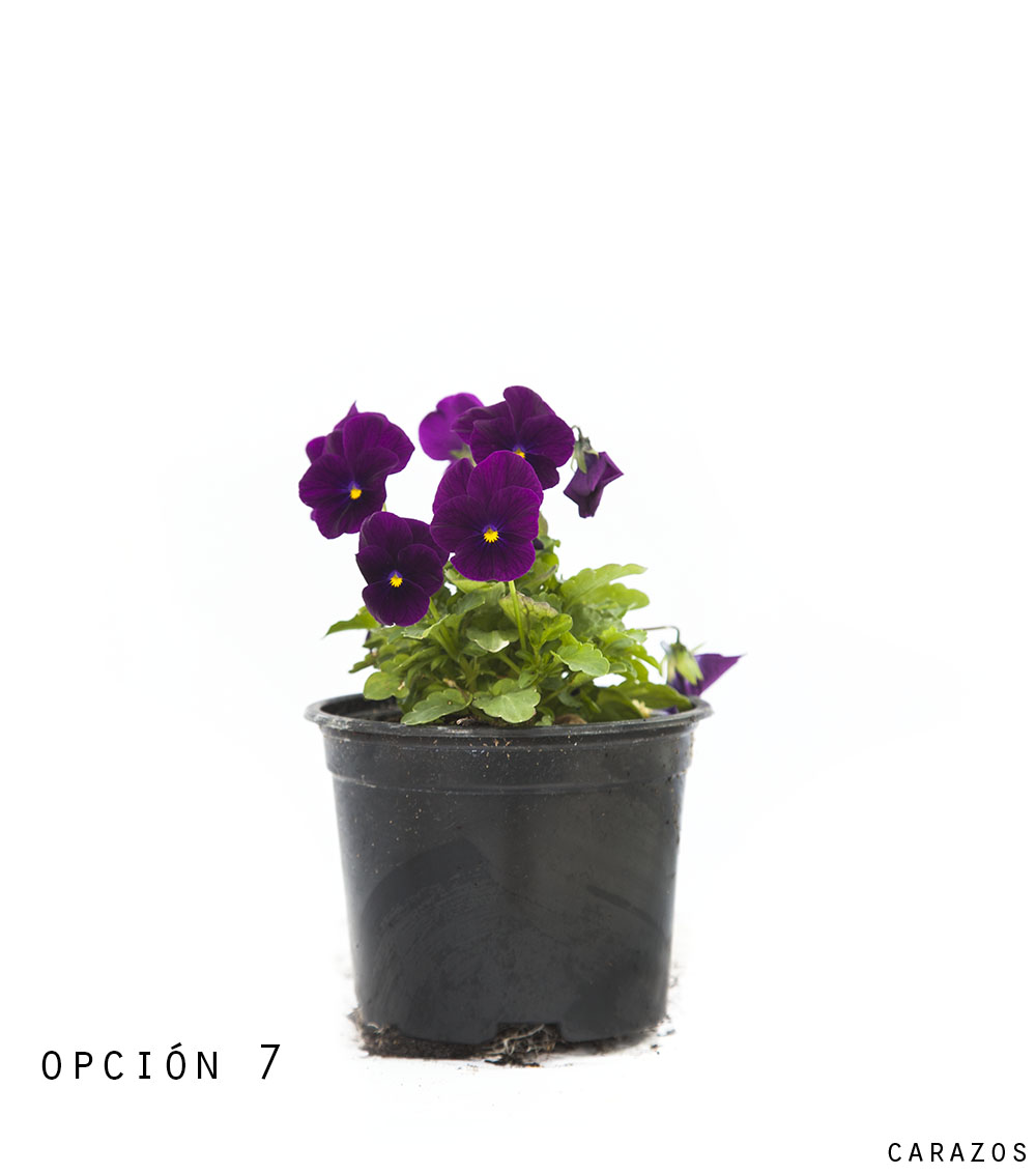 Viola-1290