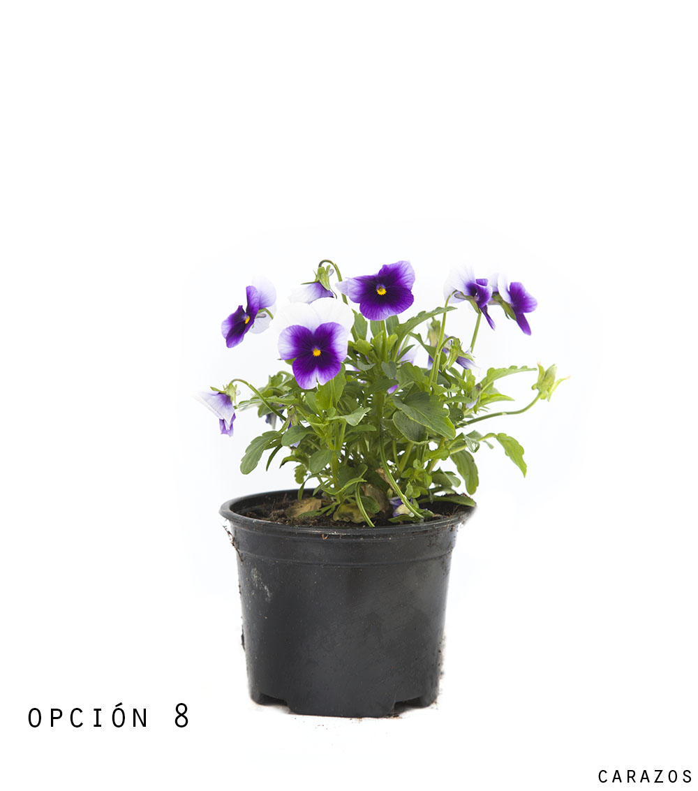 Viola-1297