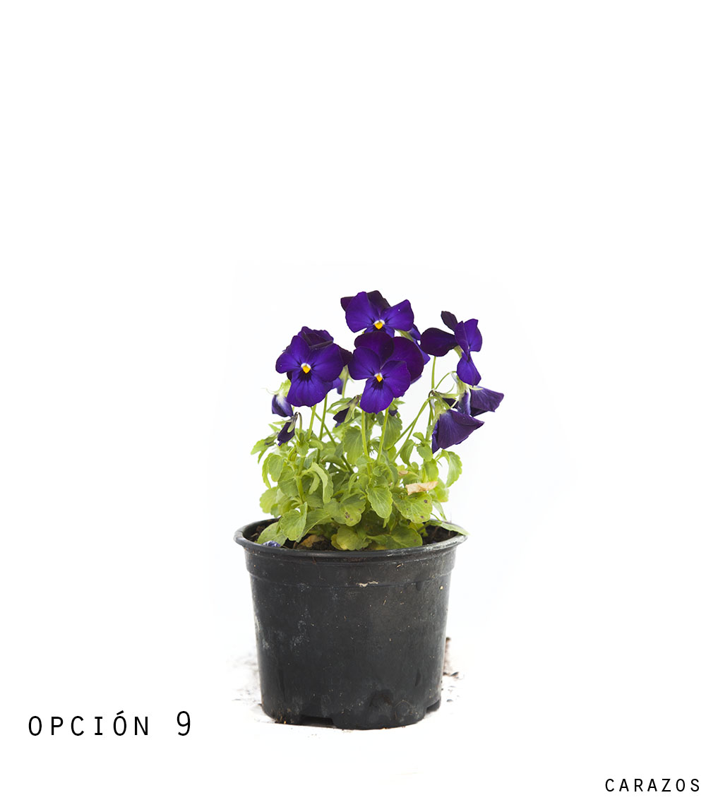 Viola-1295