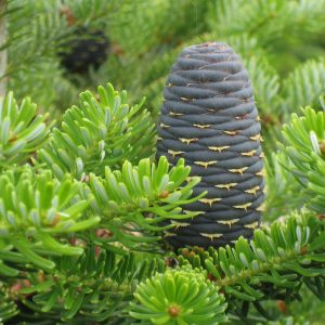 Abies excelsa (Abeto)-0