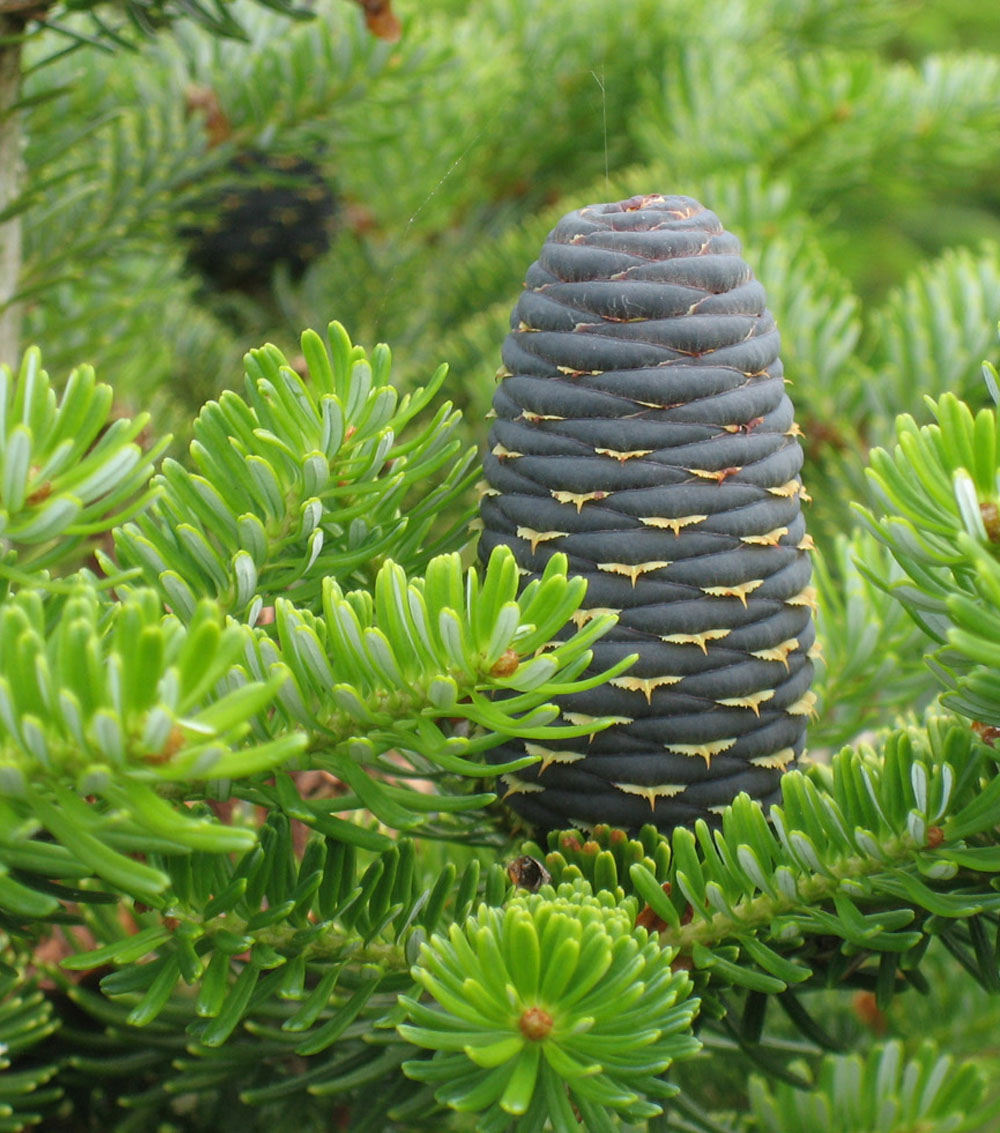 Abies excelsa (Abeto)-0