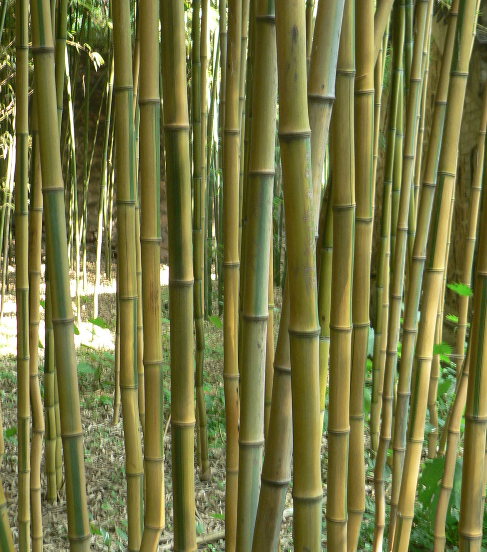 Bambu aurea y nigra extras-0