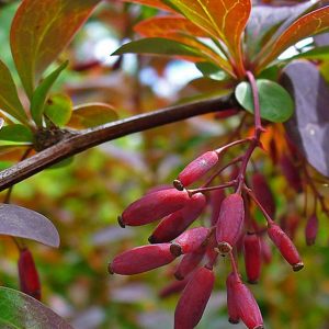 Berberis atropurpurea, juliannae y vulgaris-0