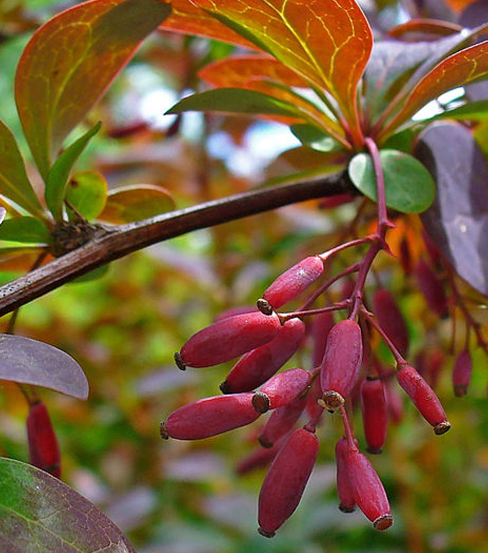 Berberis atropurpurea, juliannae y vulgaris-0