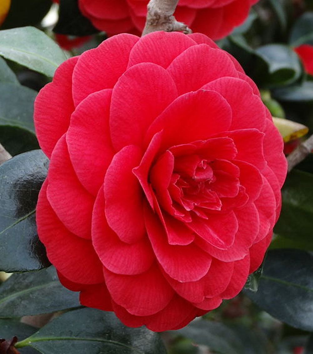 Camellia japonica-0