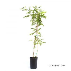 Campsis radicans (Bignonia)-0