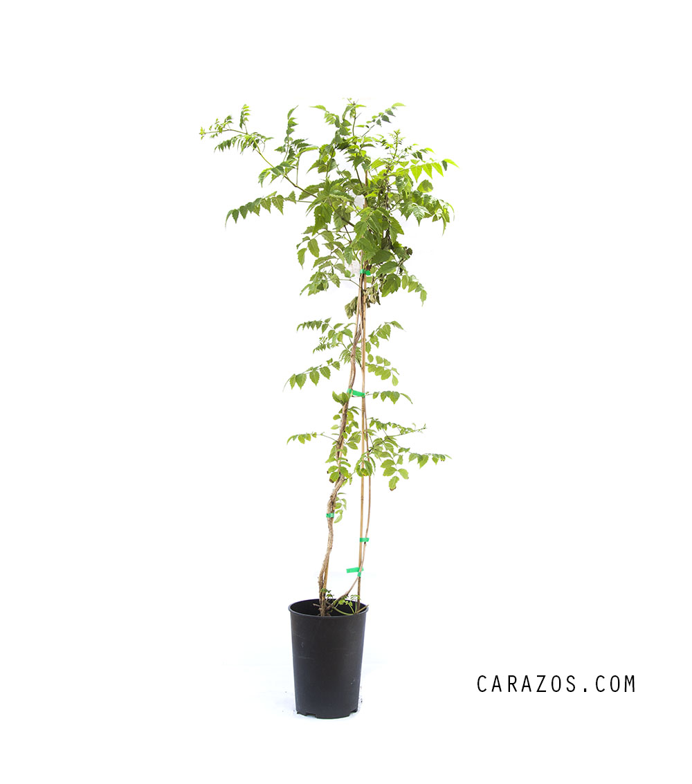 Campsis radicans (Bignonia)-0