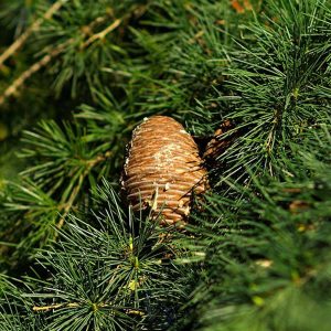 Cedrus deodara-0