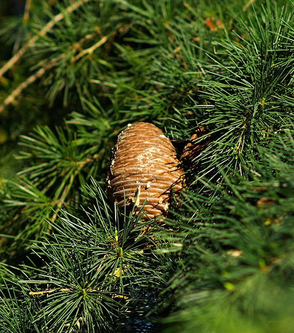 Cedrus deodara-0
