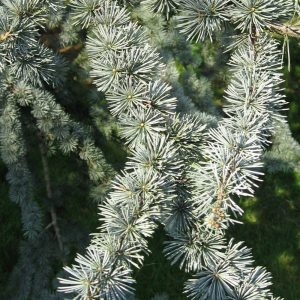 Cedrus libani-0