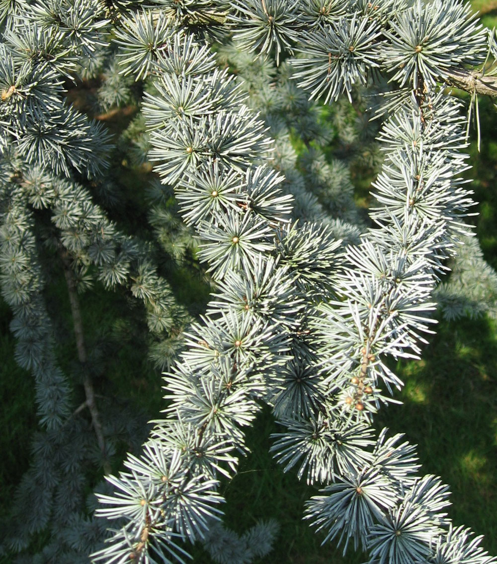 Cedrus libani-0
