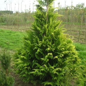 Chamaecyparis lawsoniana "Alumii Gold"-0