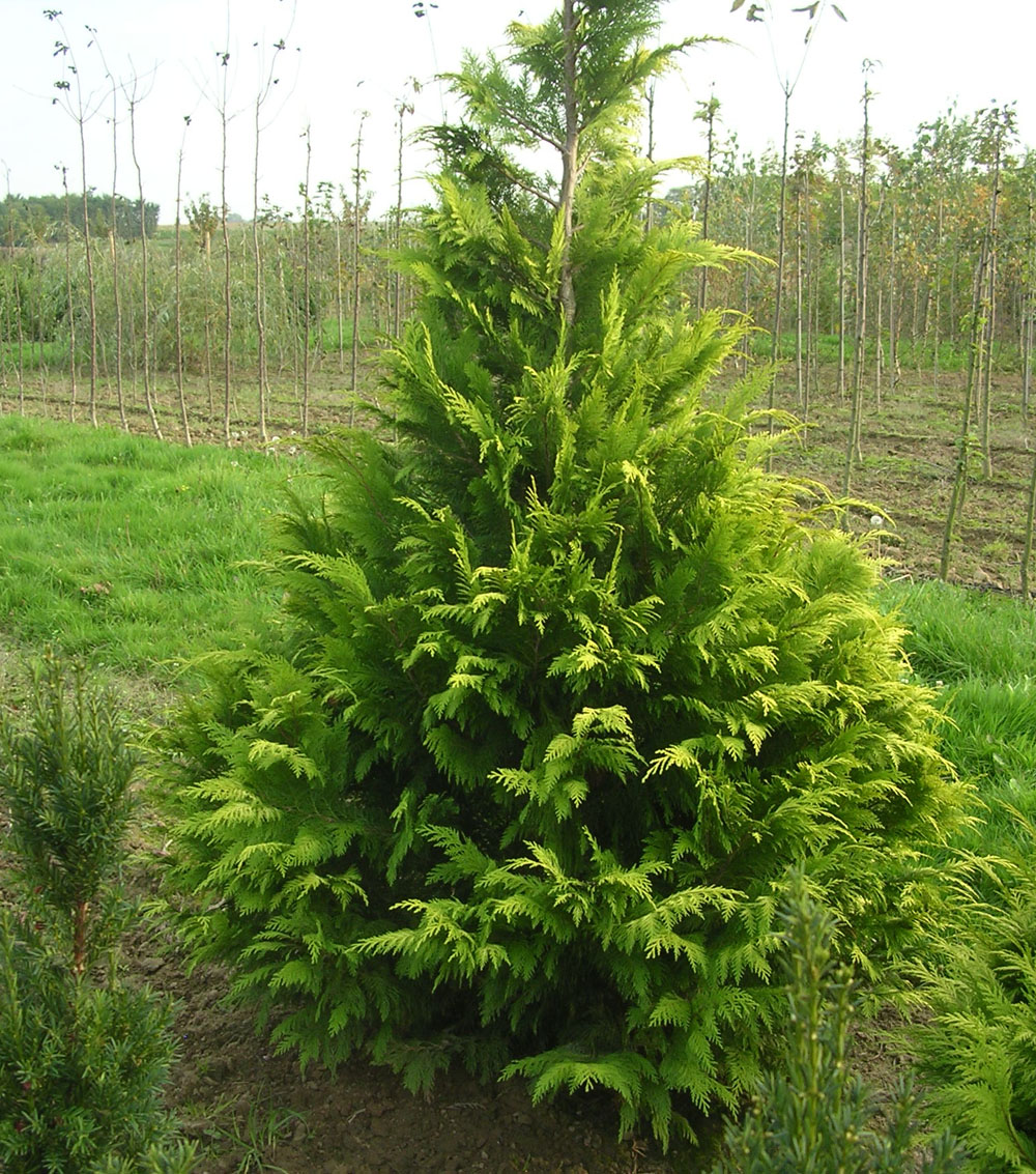 Chamaecyparis lawsoniana “Alumii Gold”-0