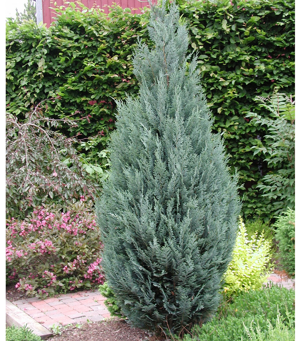 Chamaecyparis lawsoniana “Columnaris”-0