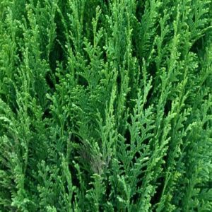 Chamaecyparis lawsoniana "Ellwoodi"-0