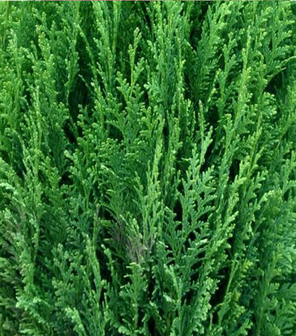 Chamaecyparis lawsoniana “Ellwoodi”-0
