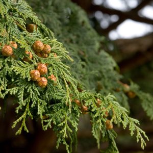 Chamaecyparis lawsoniana "Stardust"-0