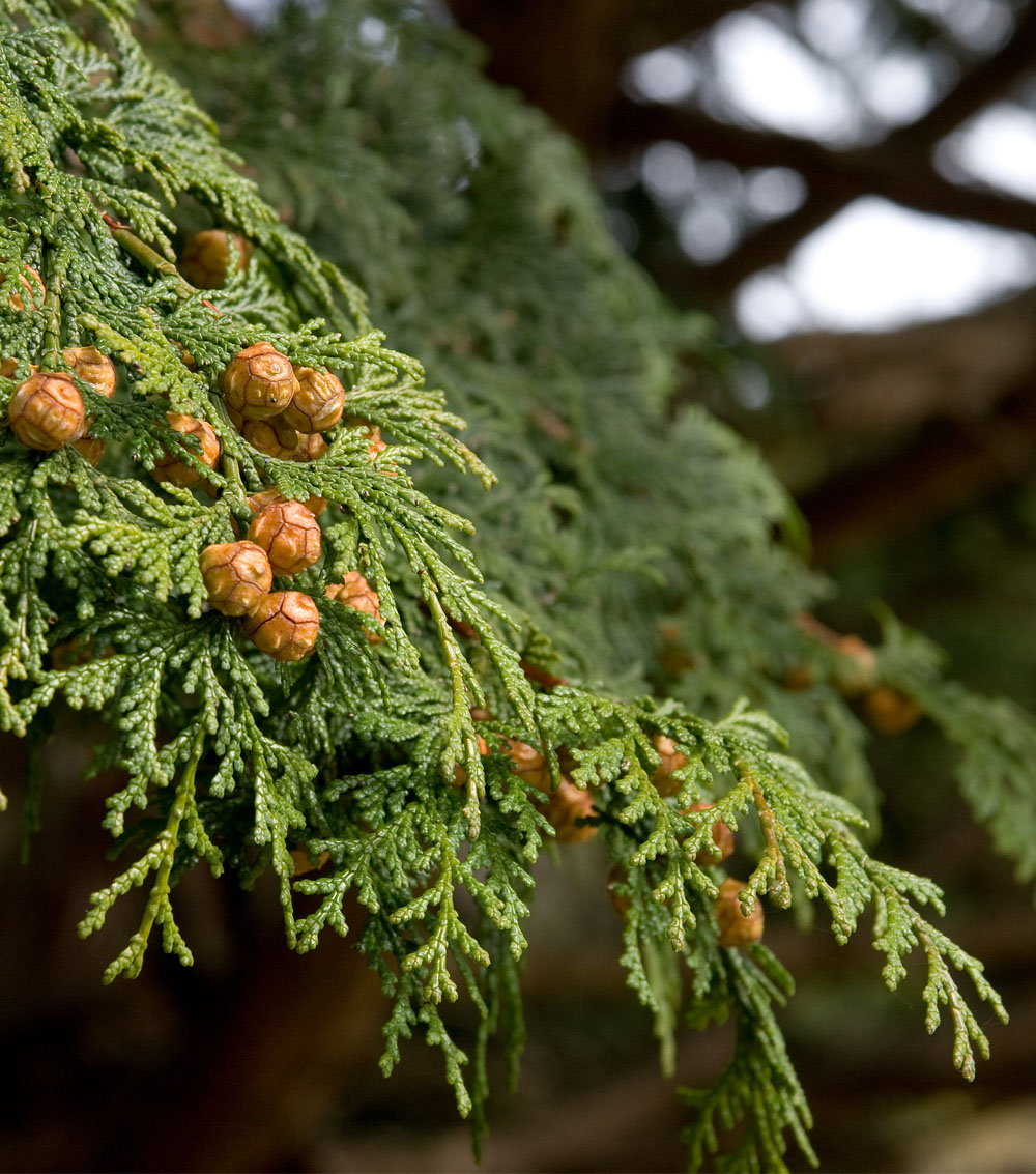 Chamaecyparis lawsoniana “Stardust”-0