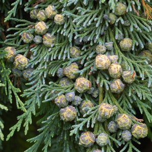 Chamaecyparis lawsoniana "Pemburry Blue"-0