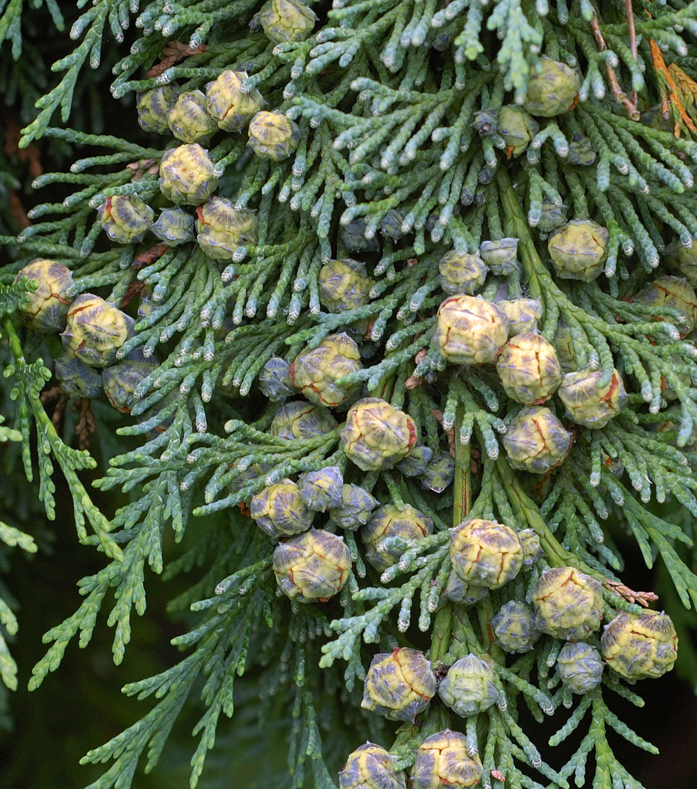Chamaecyparis lawsoniana “Pemburry Blue”-0