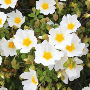 Cistus(variedades)-0
