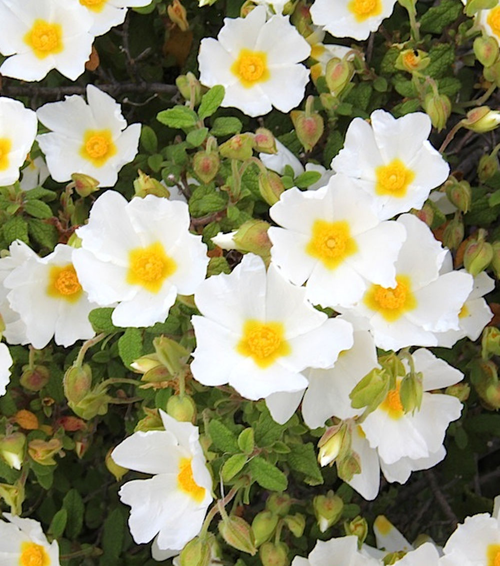 Cistus(variedades)-0