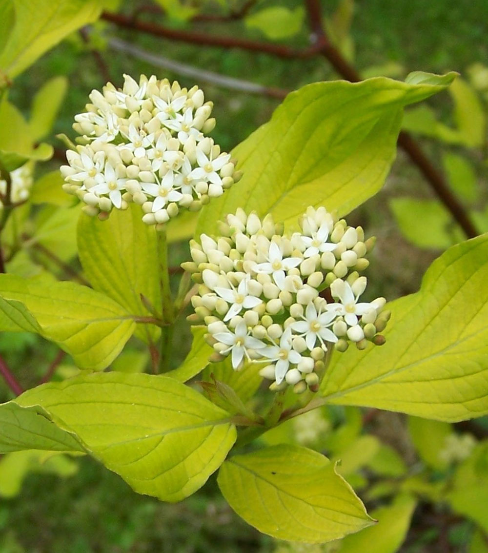 Cornus alba y sanguinea -0