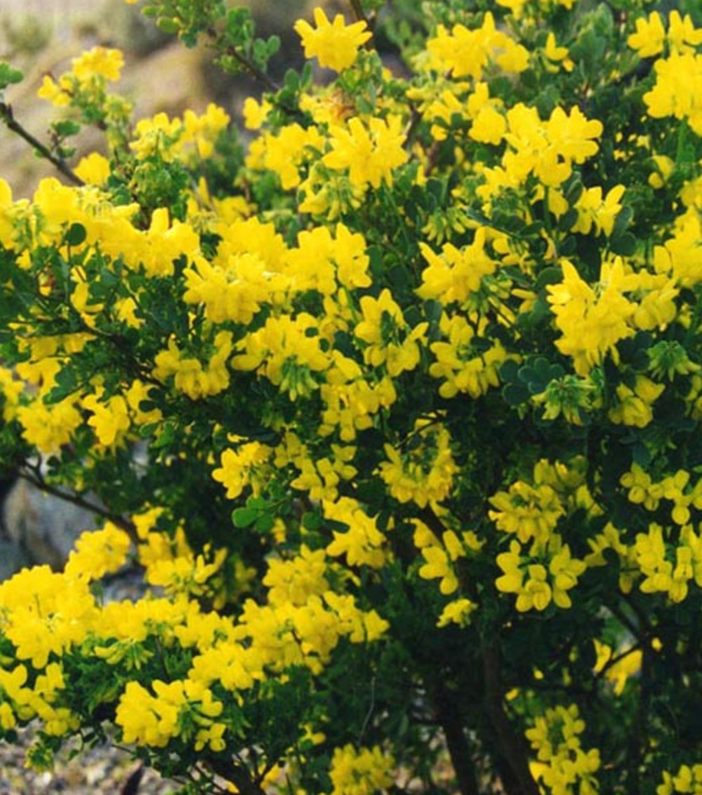 Coronilla glauca-0
