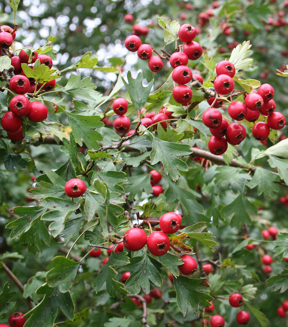 Crataegus monogyna   ·(arbusto)-0