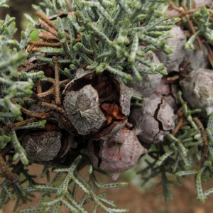 Cupressus arizonica-0