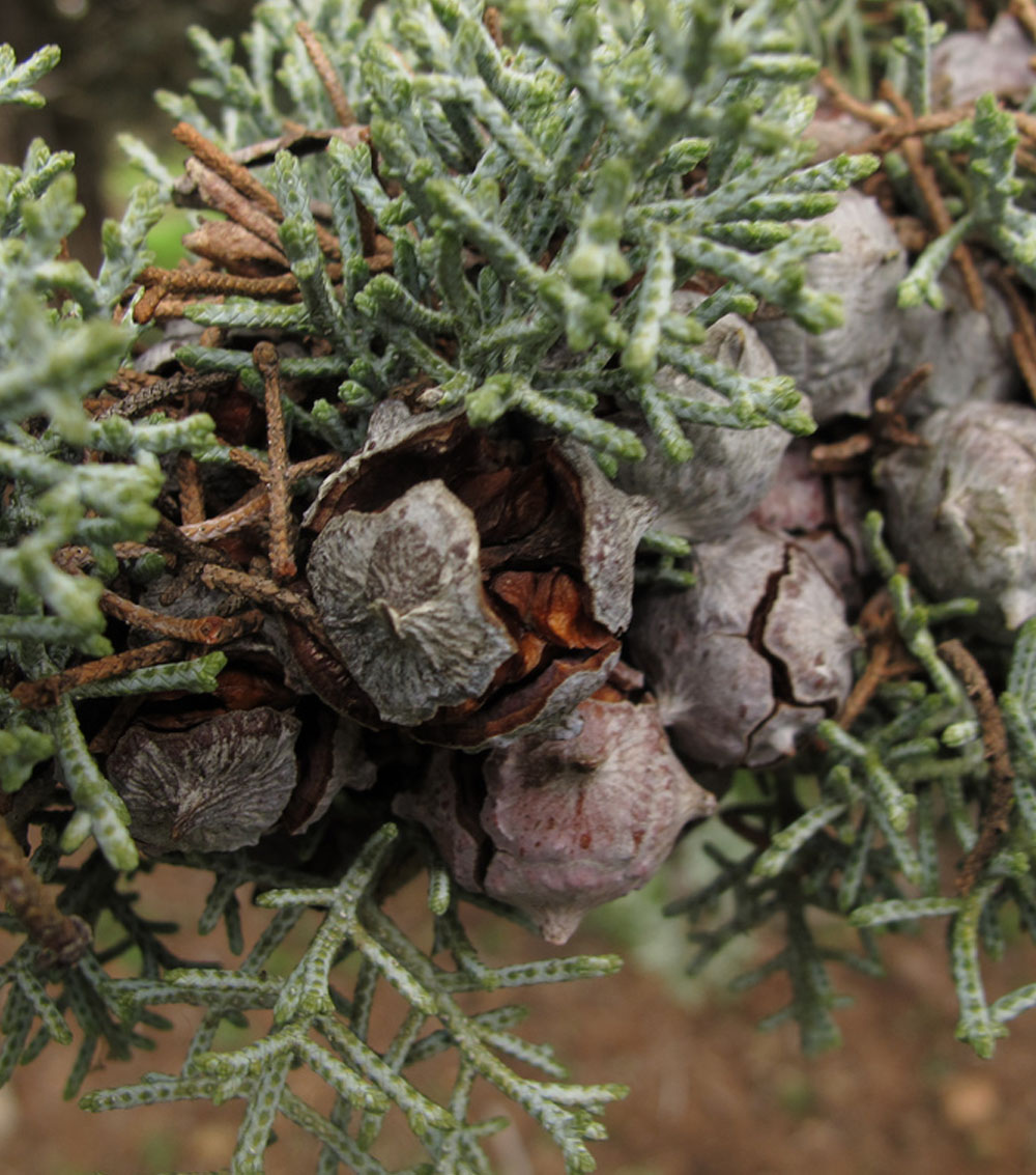 Cupressus arizonica-0
