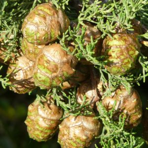 Cupressus sempervirens-0