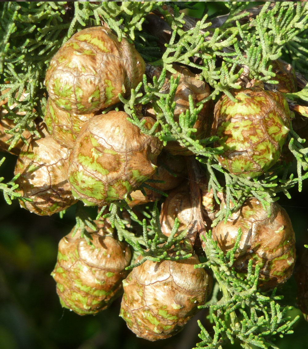 Cupressus sempervirens-0