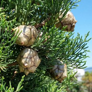 Cupressus sempervirens "Stricta"-0