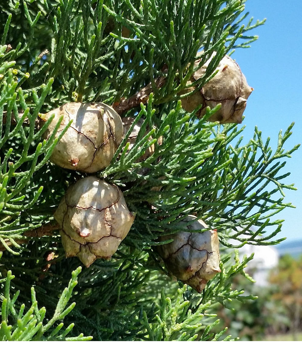 Cupressus sempervirens “Stricta”-0