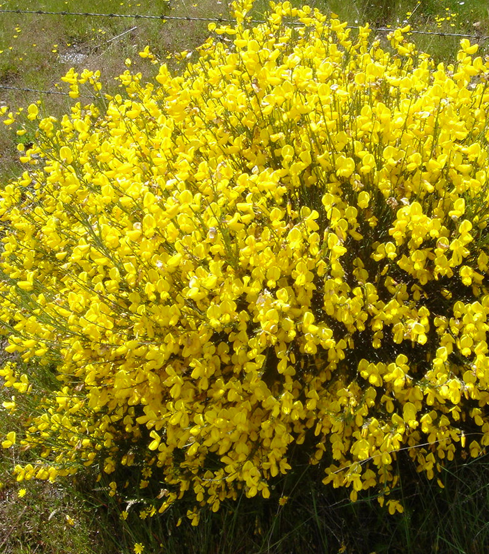 Cytisus(variedades)-0