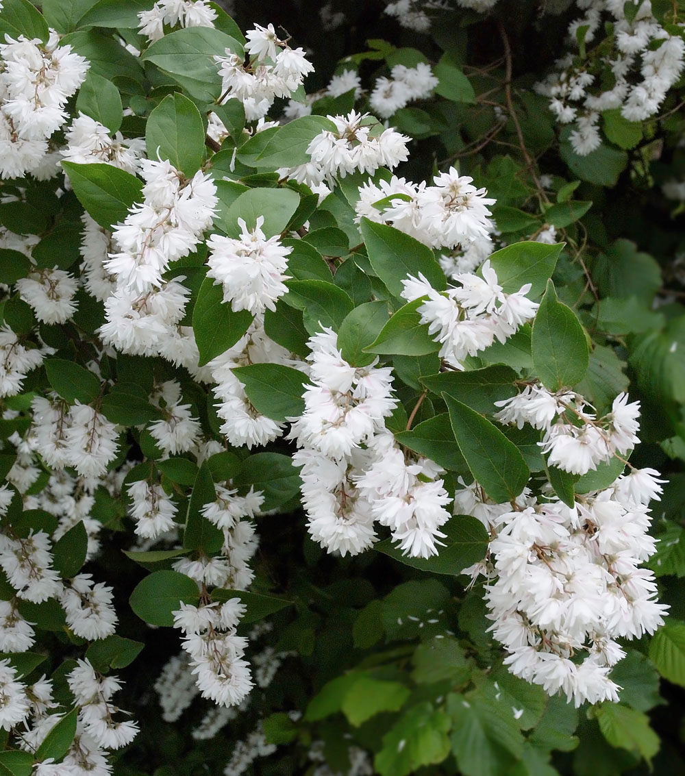 Deutzia gracilis-0