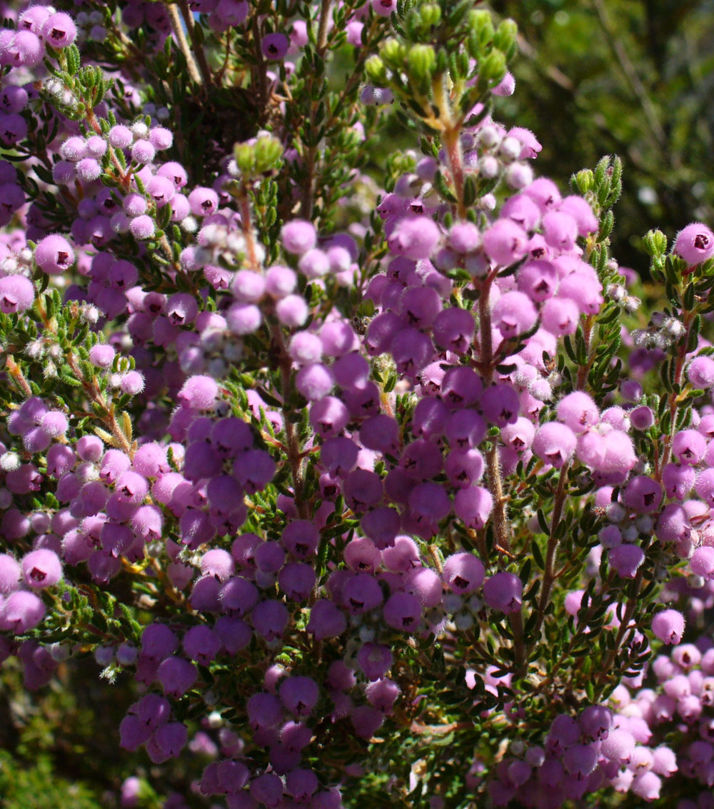 Erica(variedades)-0
