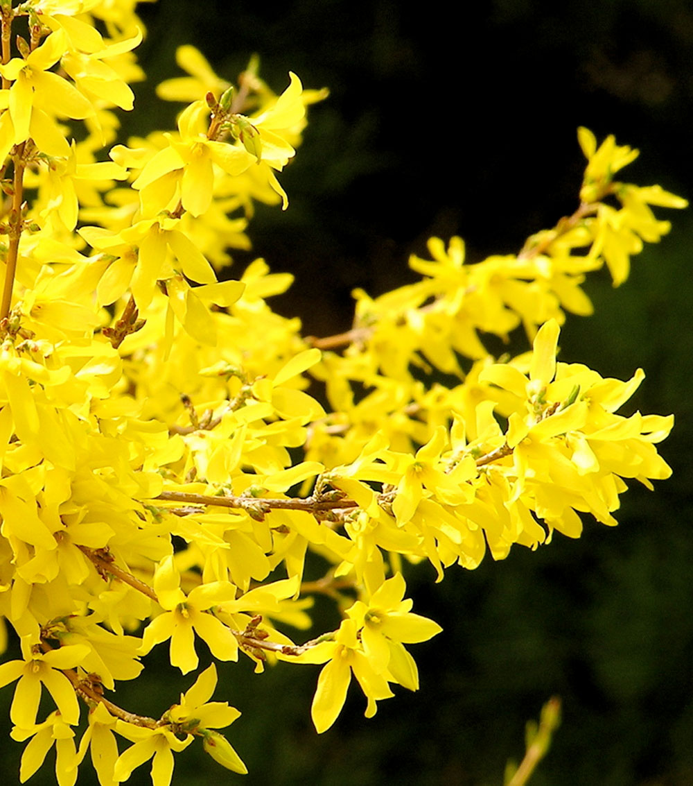 Forsythia-0