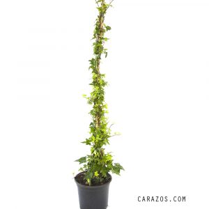 Hedera helix "Mini" (Hiedra) -0