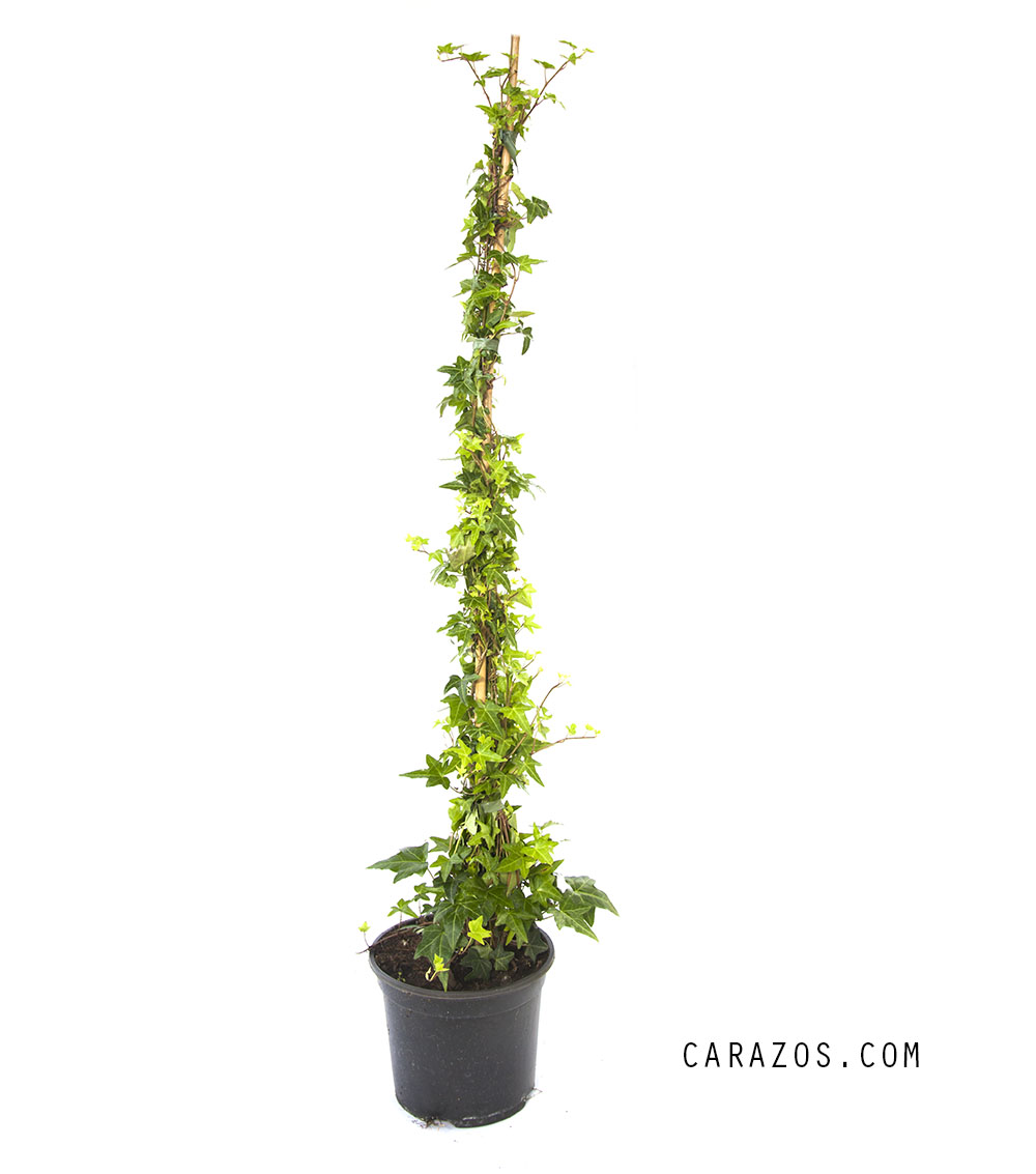 Hedera helix “Mini” (Hiedra)                                                                                                                                                                                                                           -0