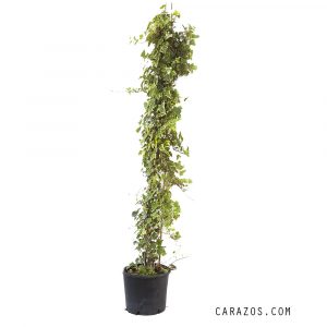 Hedera helix y veriegata(Hiedra) -0